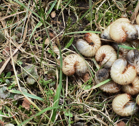 Dziury w trawniku - pędraki zwalczanie