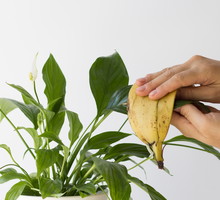 Nawóz ze skórki banana