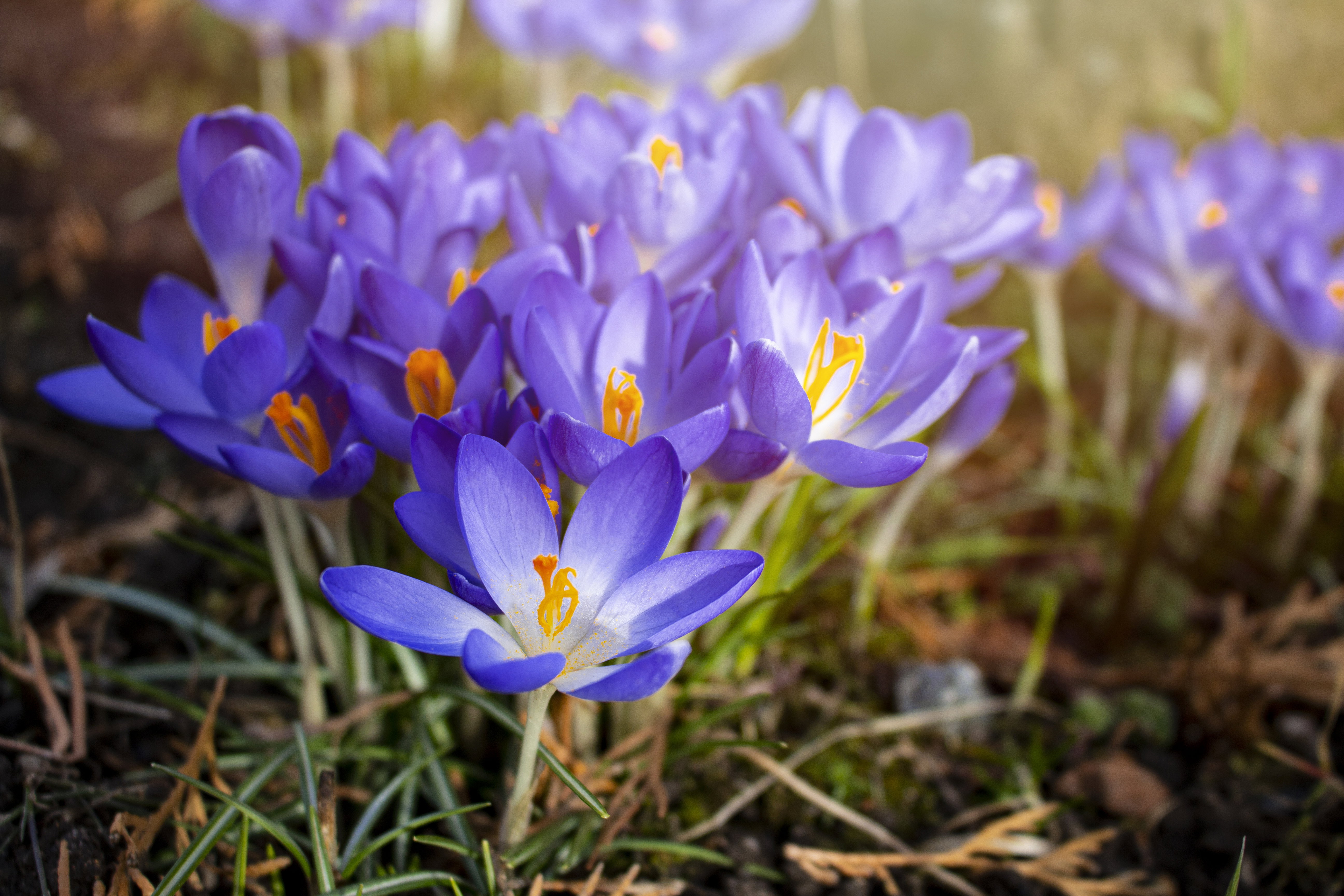 Pierwsze sygnały wiosny