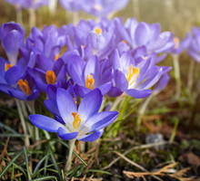 Pierwsze sygnały wiosny