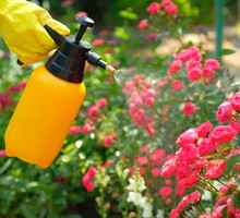 Róże - ochrona i opryski róż