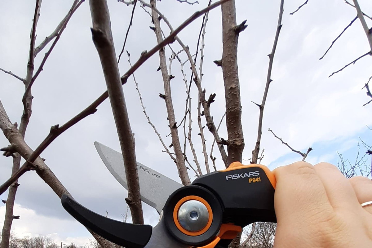 Wiosenne cięcie drzew owocowych - test redakcyjny Fiskars