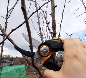 Wiosenne cięcie drzew owocowych - test redakcyjny Fiskars
