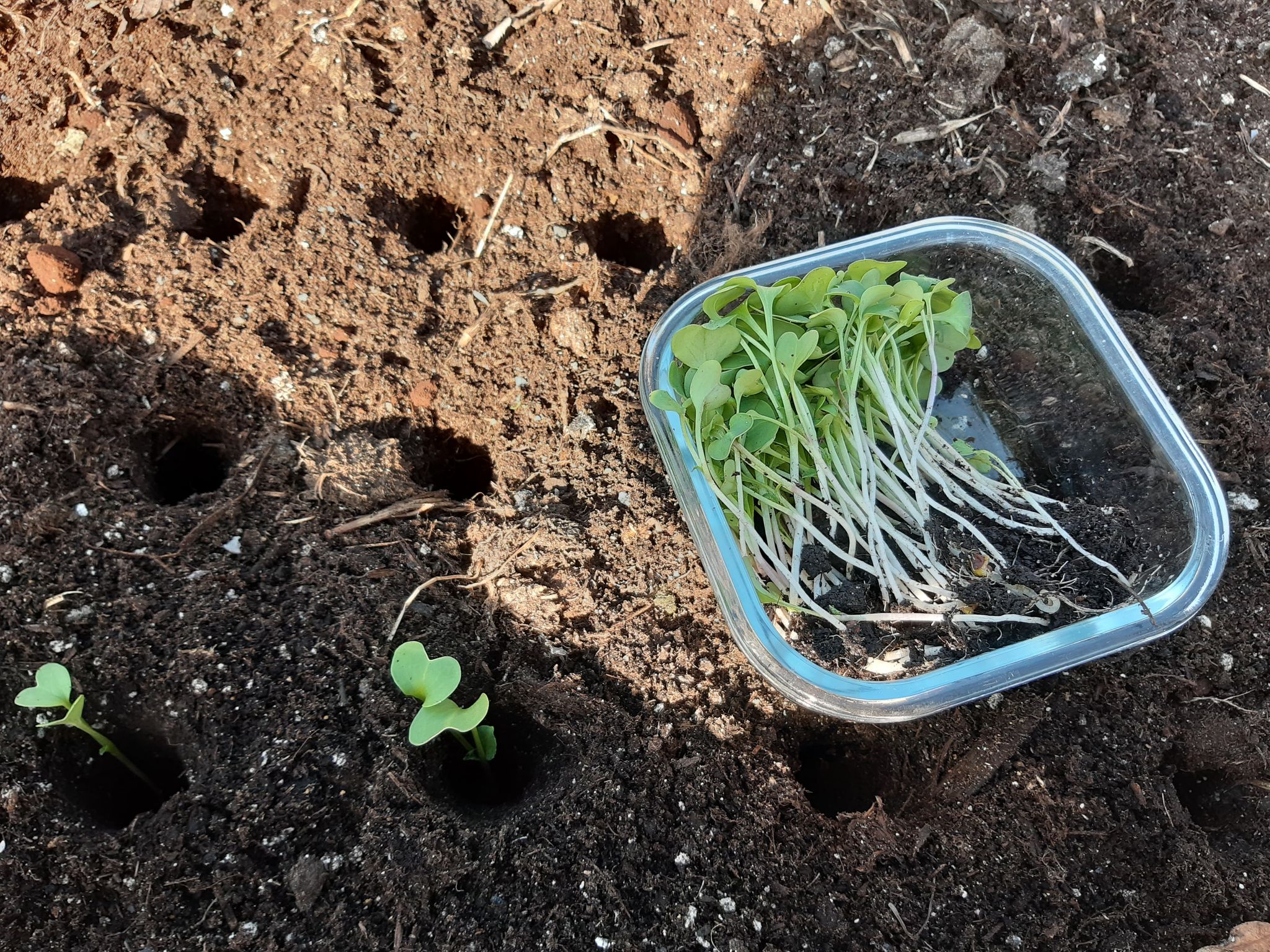 Siew, nawożenie i nasadzenia - test redakcyjny