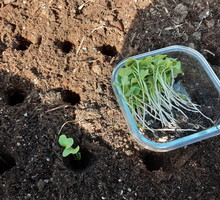 Siew, nawożenie i nasadzenia - test redakcyjny