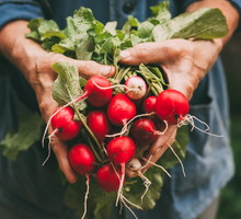 Rzodkiewki - uprawa, jak siać, jak sadzić