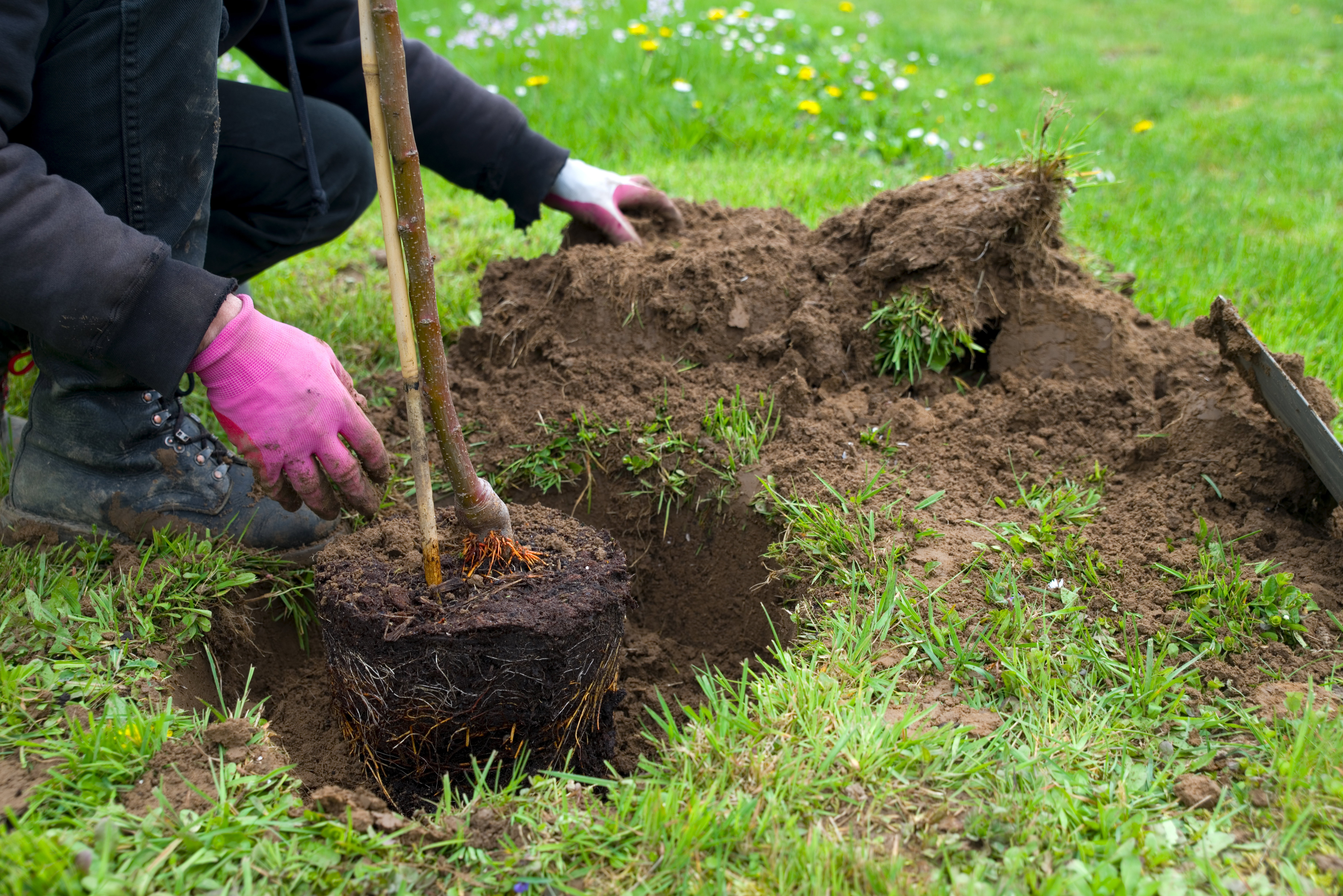 Sadzenie drzewek owocowych