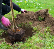 Sadzenie drzewek owocowych