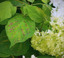 Choroby i szkodniki hortensji