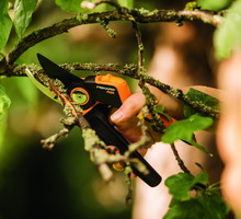 Cięcie i formowanie roślin