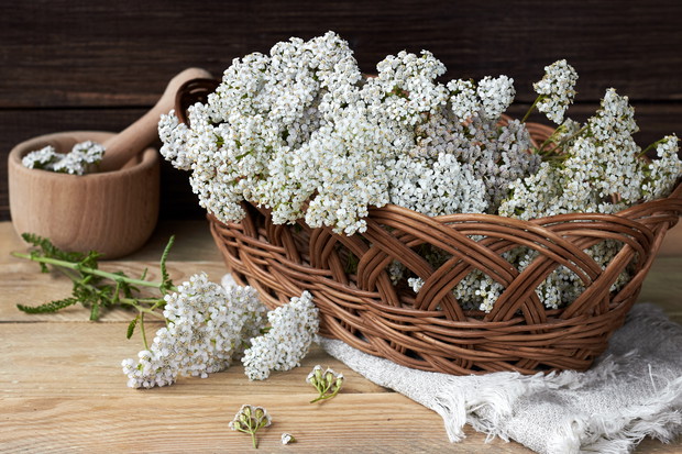 Ekologiczne opryski z krwawnika