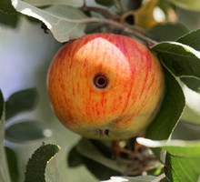 jabłkóweczka owocówka