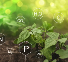 Jak stosować siarkę na szkodniki