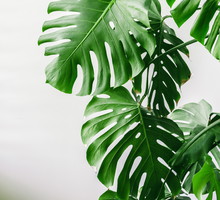Monstera