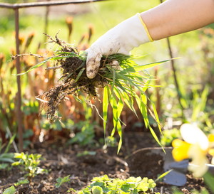 Oczyszczanie i odchwaszczanie trawnika