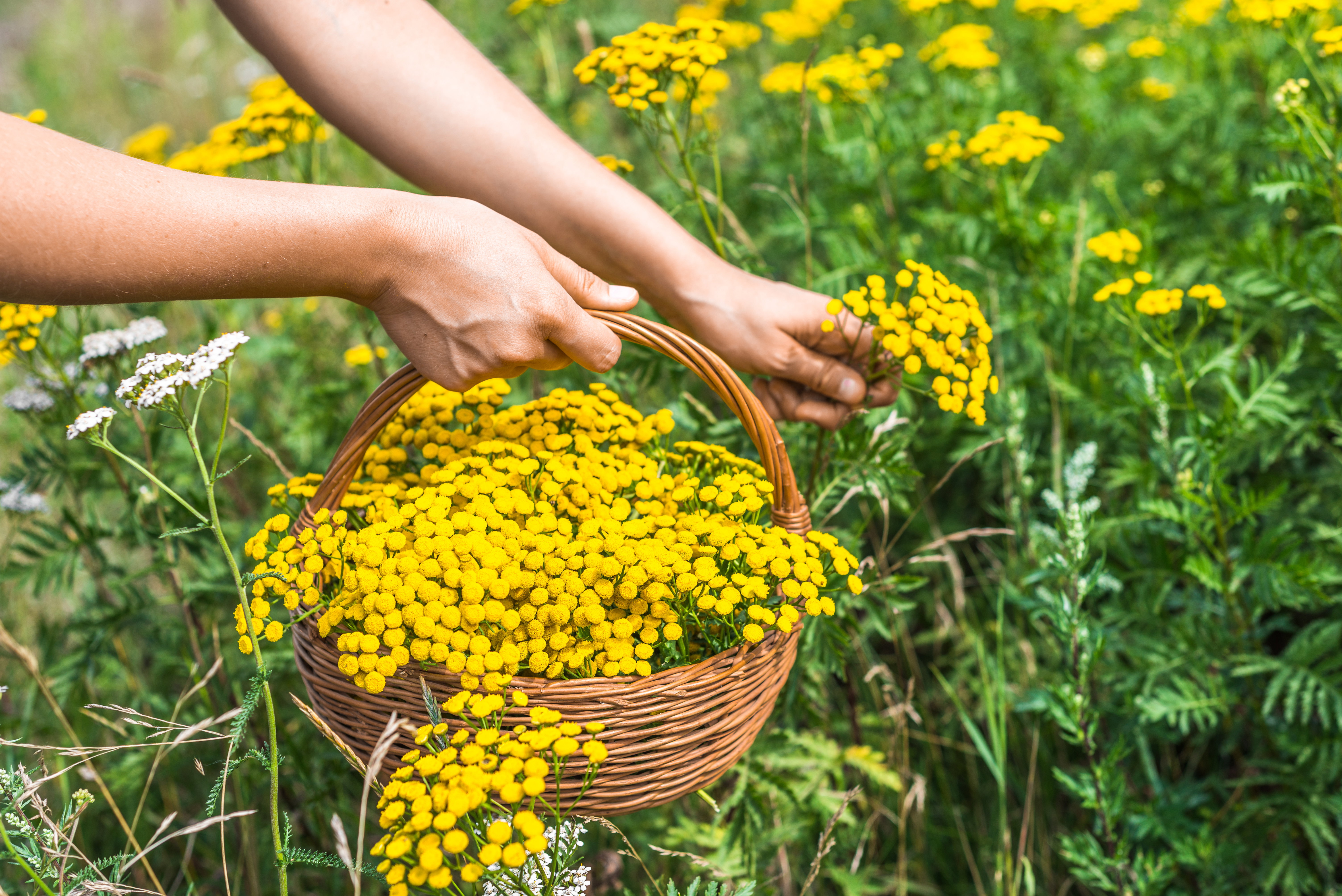 Oprysk z wrotyczu pospolitego