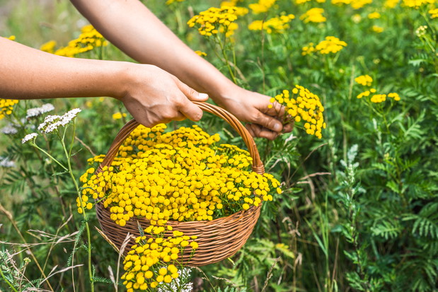 Oprysk z wrotyczu pospolitego