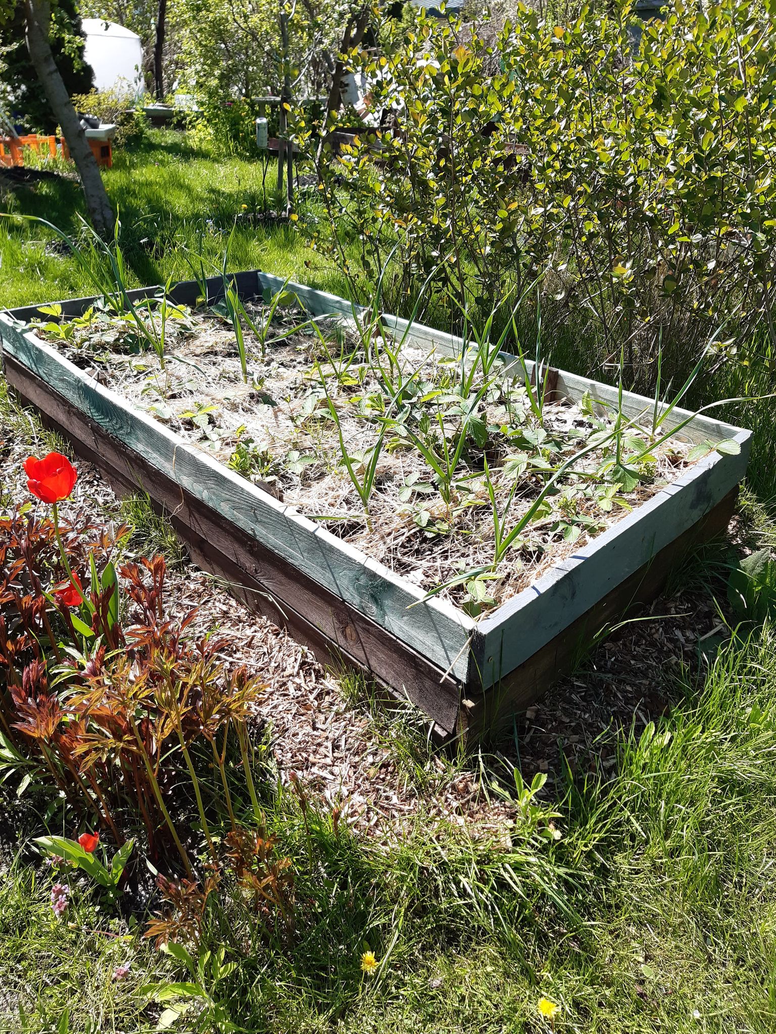 Podlewanie wysokich grządek warzywnych