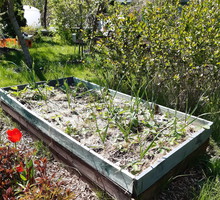 Podlewanie wysokich grządek warzywnych