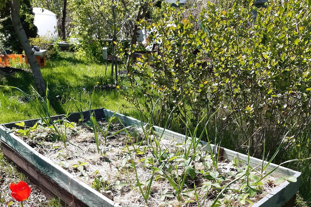 Podlewanie wysokich grządek warzywnych