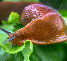 Pomrowy - jak się ich pozbyć