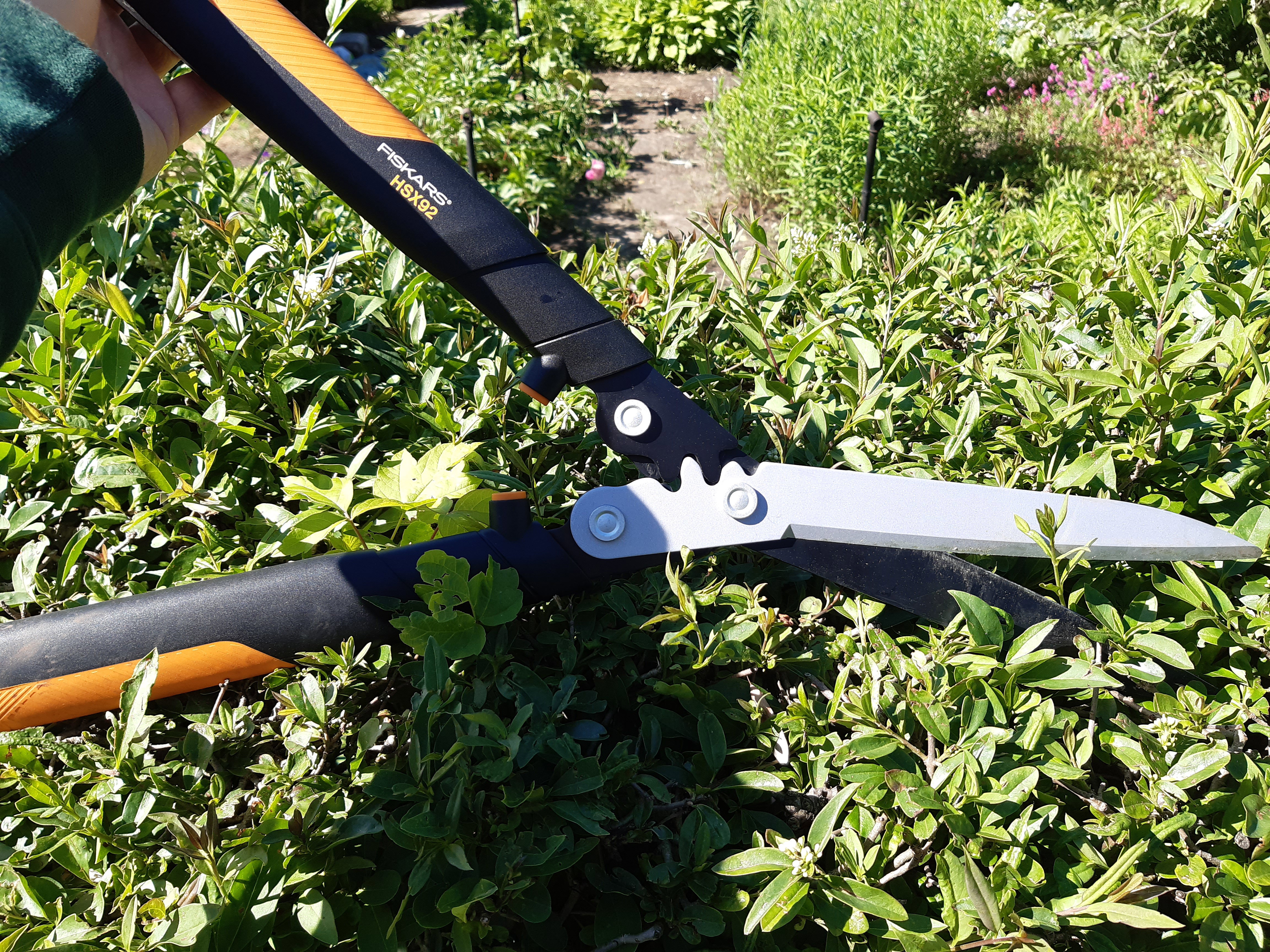 Przycinanie żywopłotu