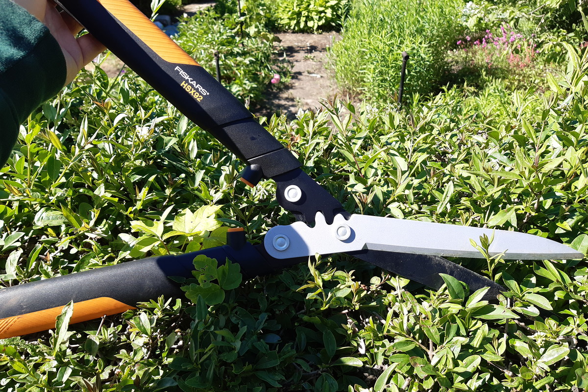 Przycinanie żywopłotu