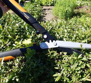 Przycinanie żywopłotu