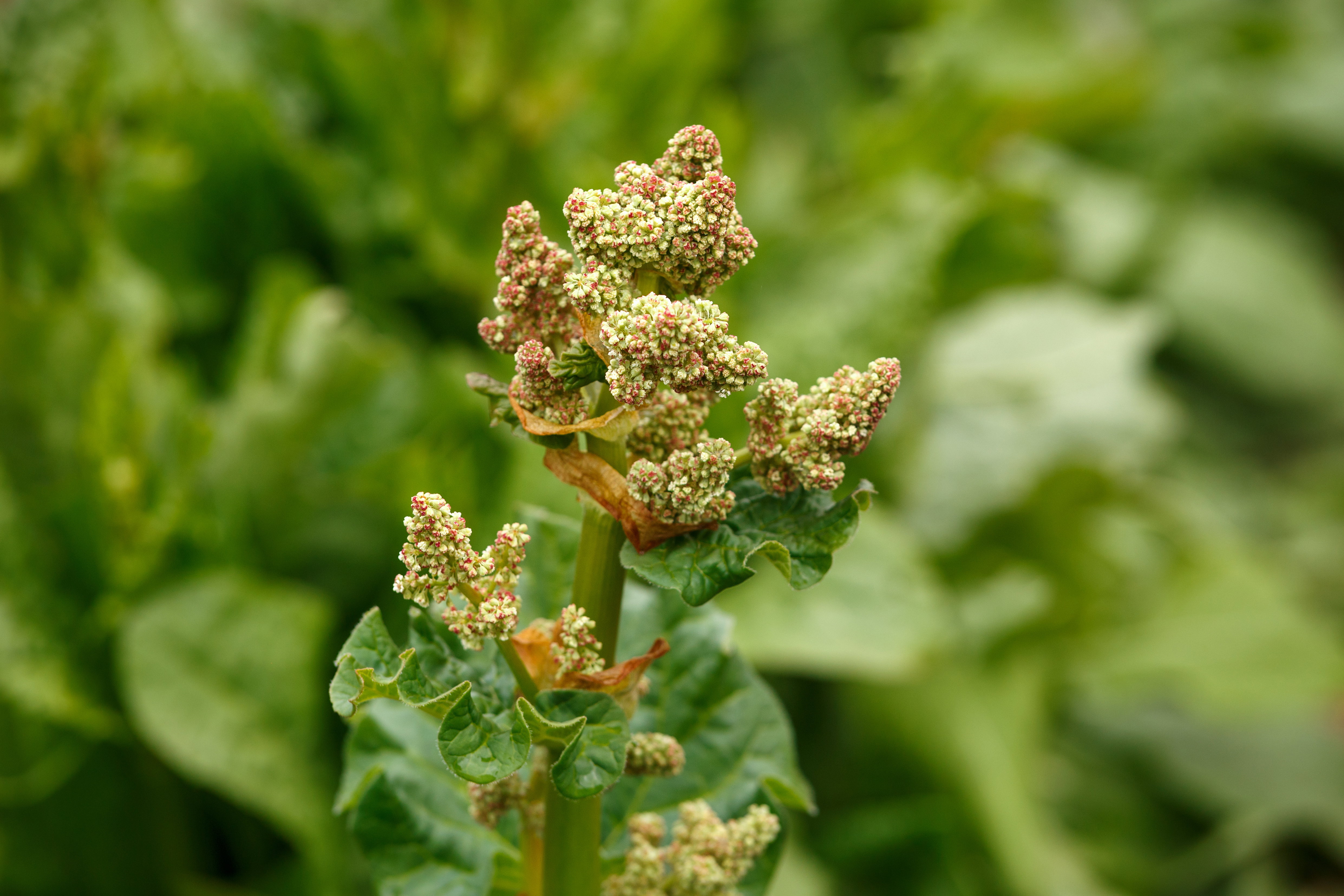 rabarbar - kwitnienie