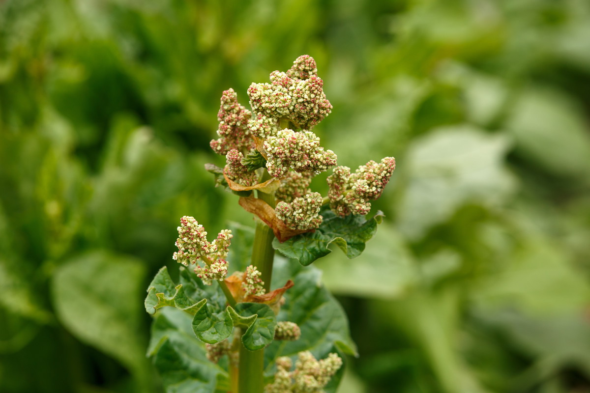 rabarbar - kwitnienie