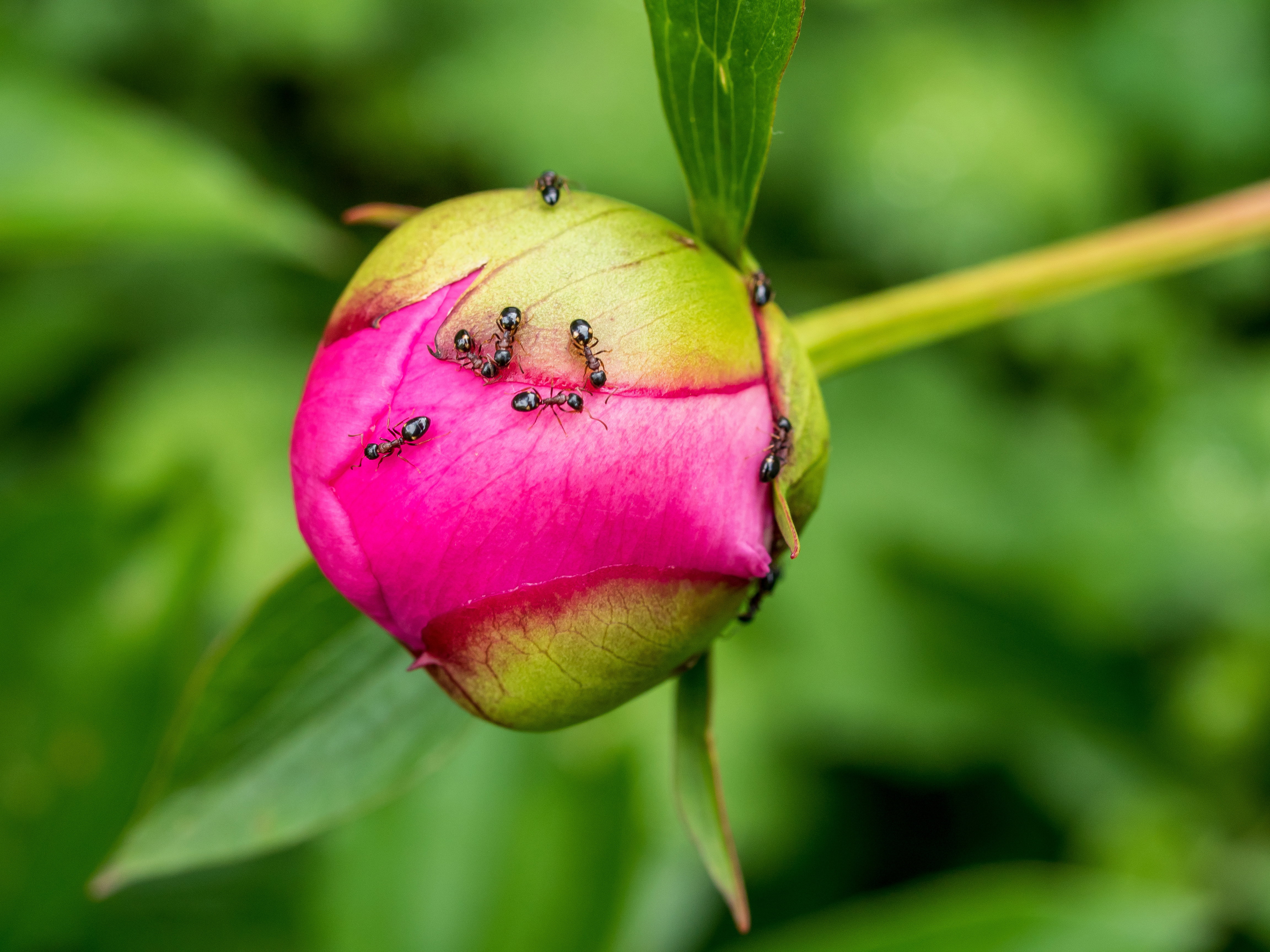 Skuteczny sposób na mrówki