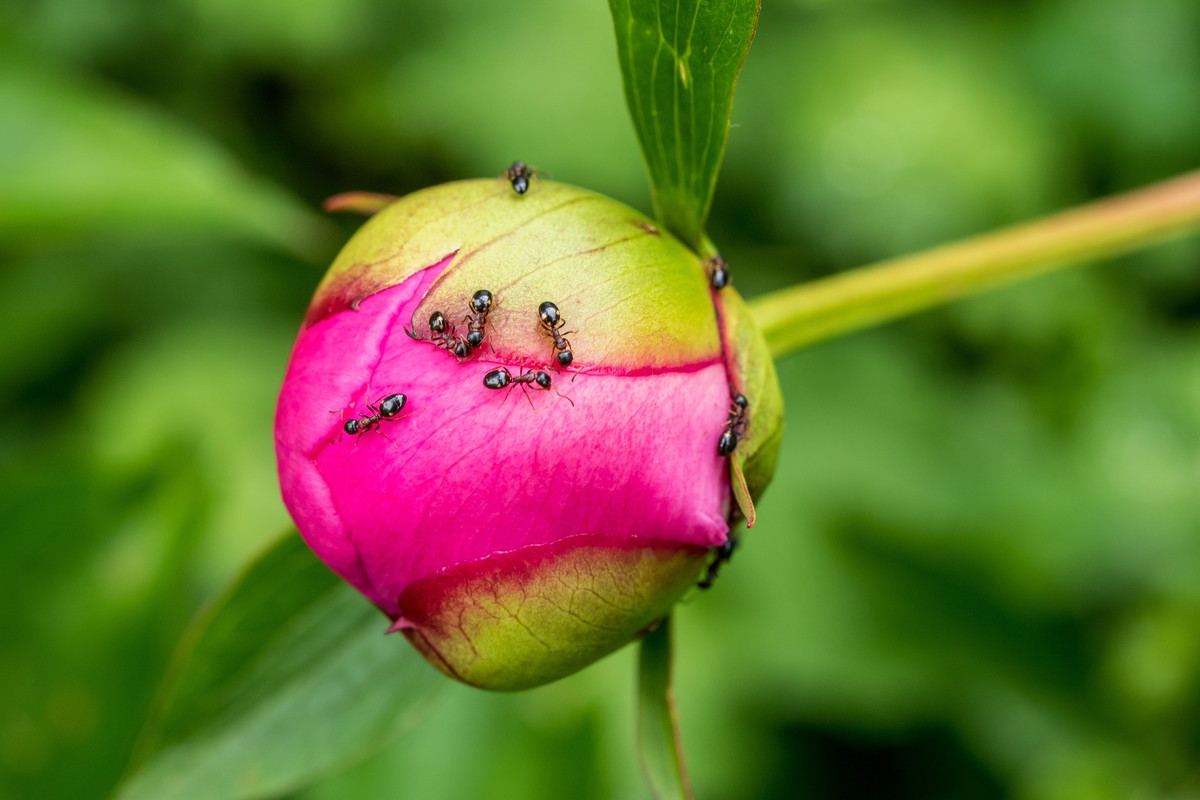 Skuteczny sposób na mrówki