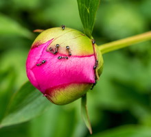 Skuteczny sposób na mrówki