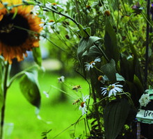 Stwórz ogród przyjazny pszczołom