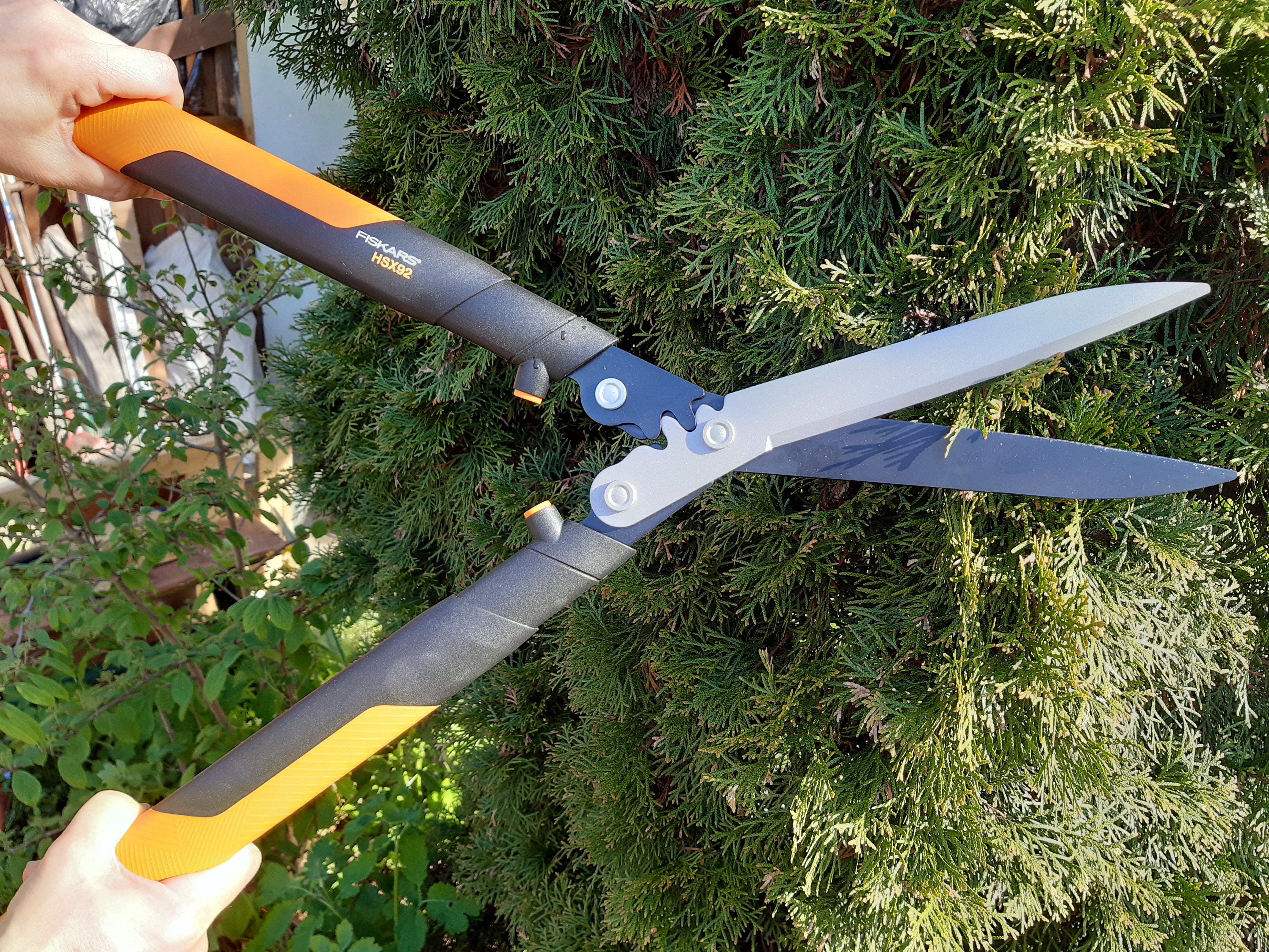 Tuja - jak pielęgnować, ciąć, formować