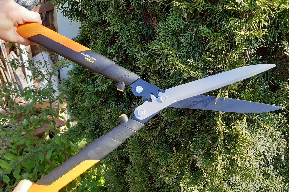 Tuja - jak pielęgnować, ciąć, formować