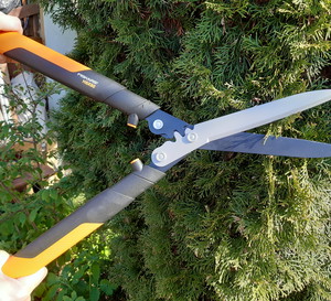 Tuja - jak pielęgnować, ciąć, formować