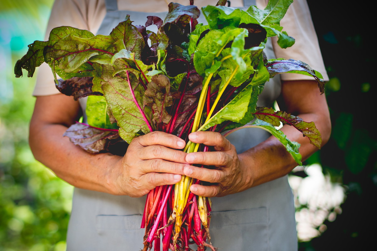 Burak liściowy - uprawa i pielęgnacja