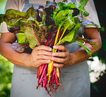 Burak liściowy - uprawa i pielęgnacja