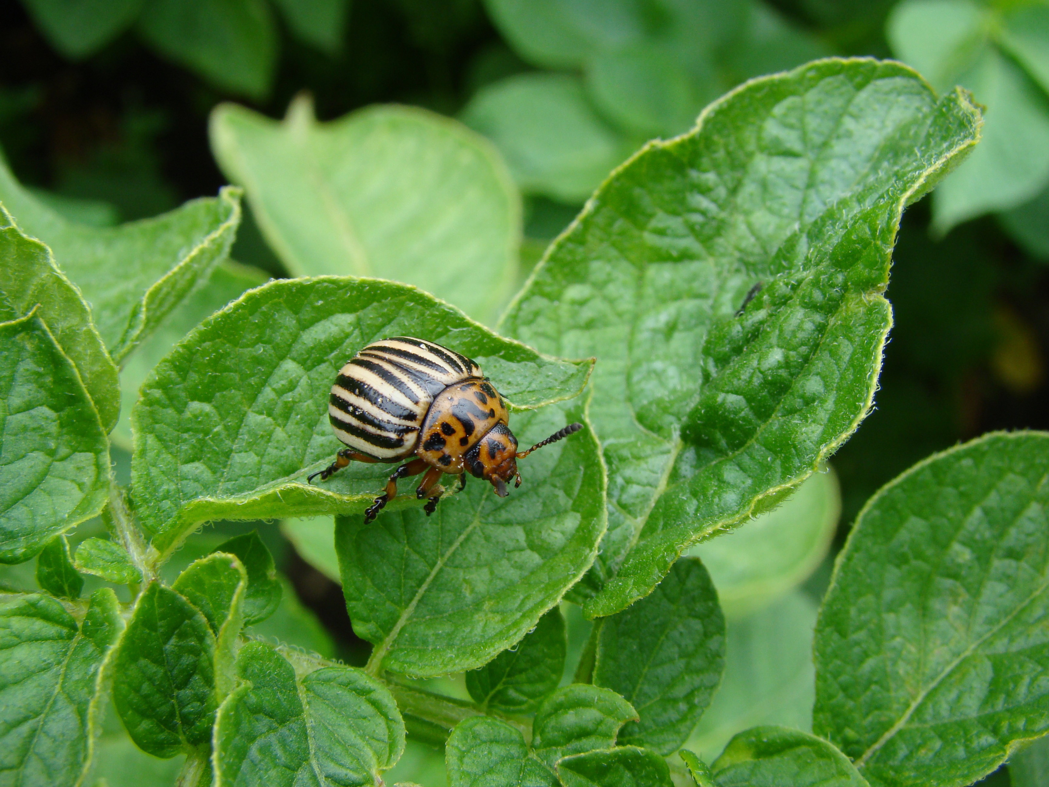 Ekologiczne sposoby na stonkę ziemniaczaną