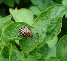 Ekologiczne sposoby na stonkę ziemniaczaną