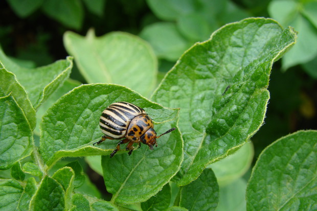 Ekologiczne sposoby na stonkę ziemniaczaną