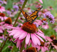 Konkurs - pszczoły i motyle