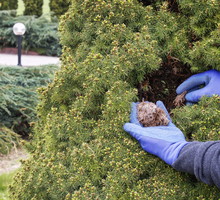 Przędziorek - zwalczanie