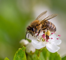 Pszczoły i rośliny miododajne