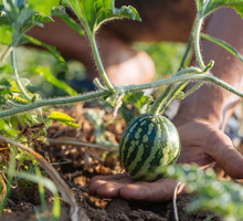 Uprawa arbuza - pielęgnacja, nawożenie