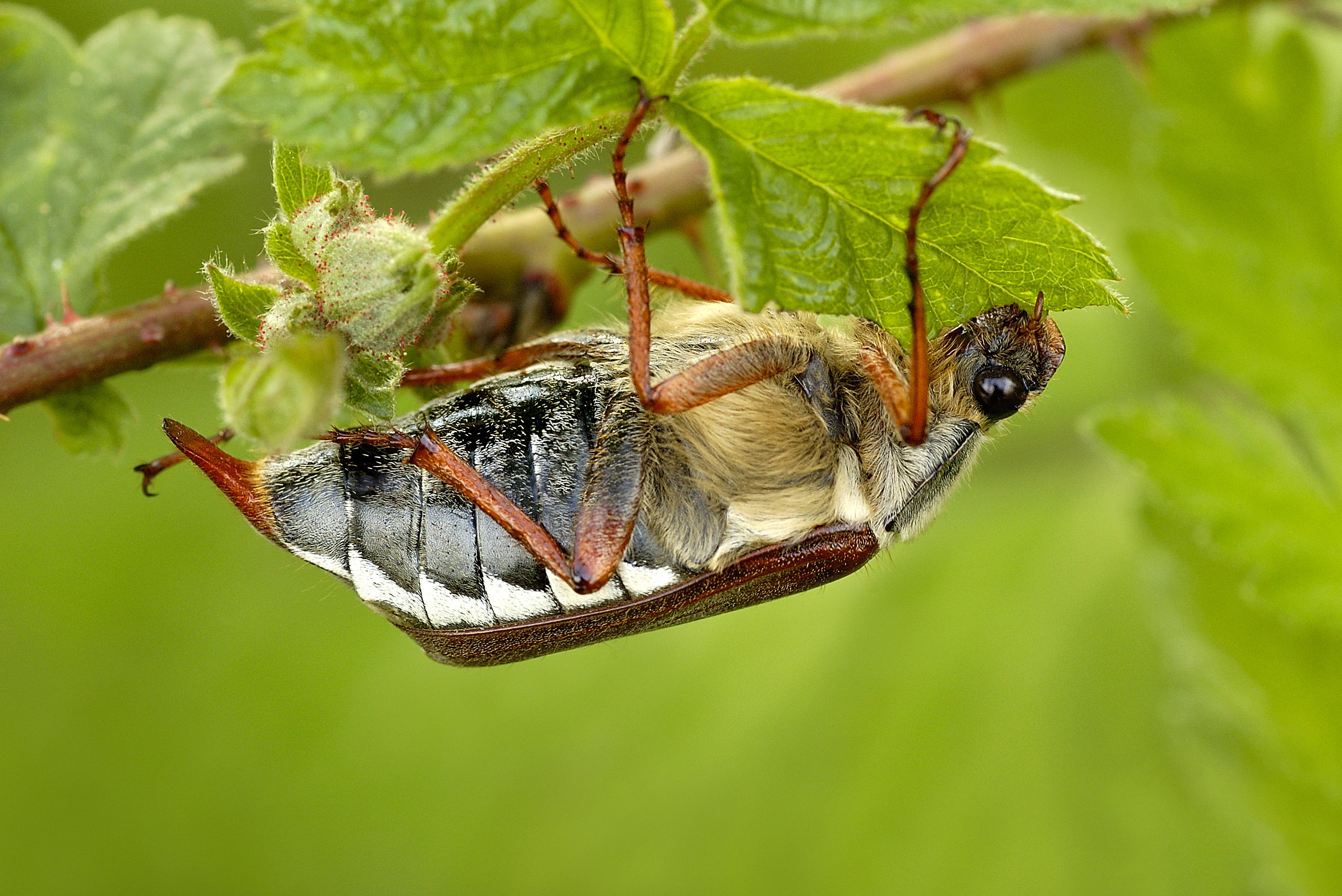 Inwazja chrabąszczy