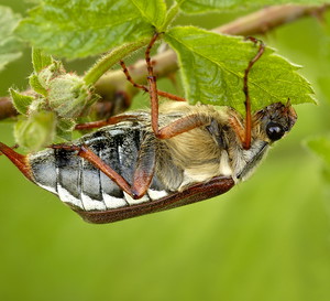Inwazja chrabąszczy