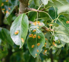 Choroby drzew owocowych - spis