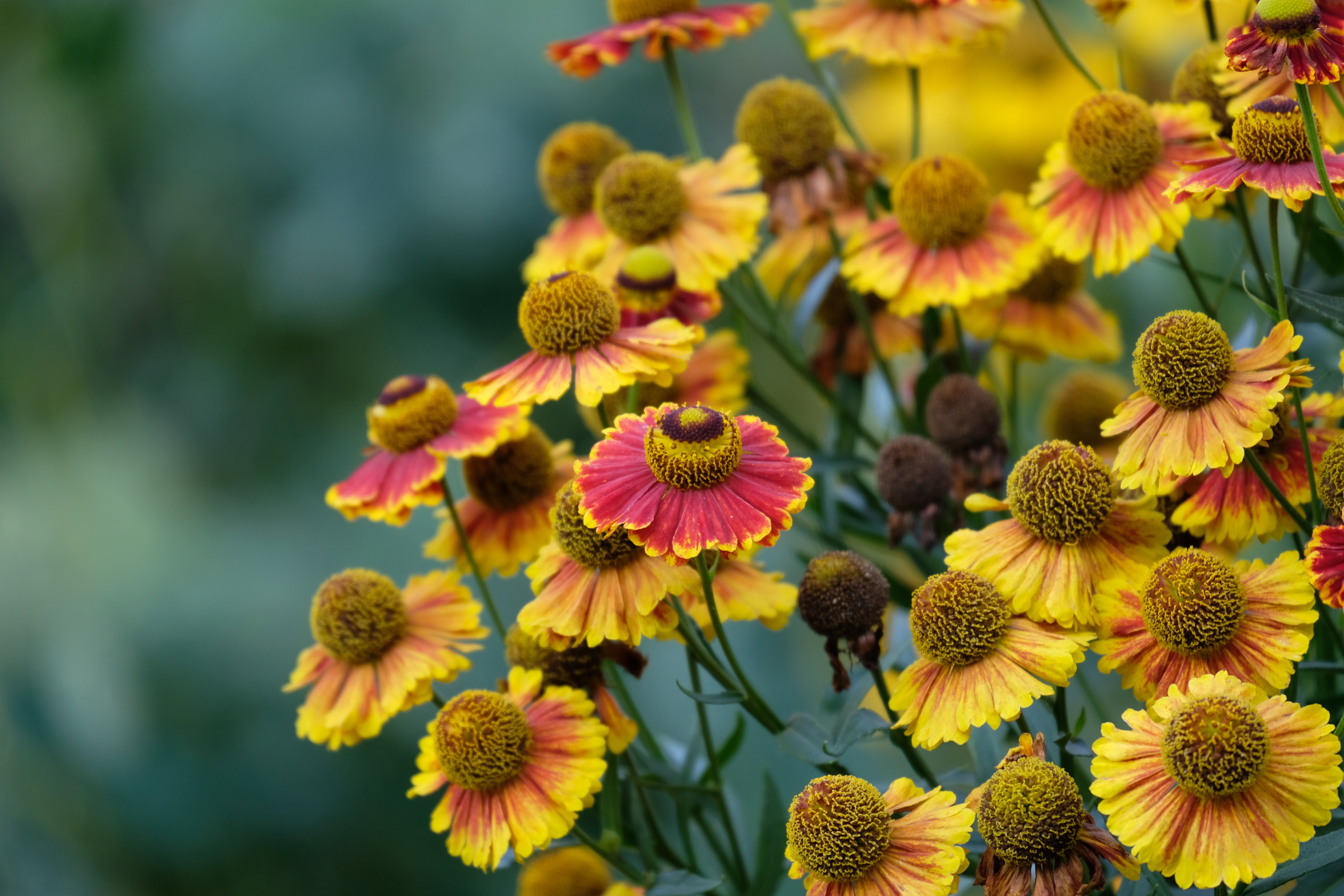 Dzielżan - charakterystyka i pielęgnacja